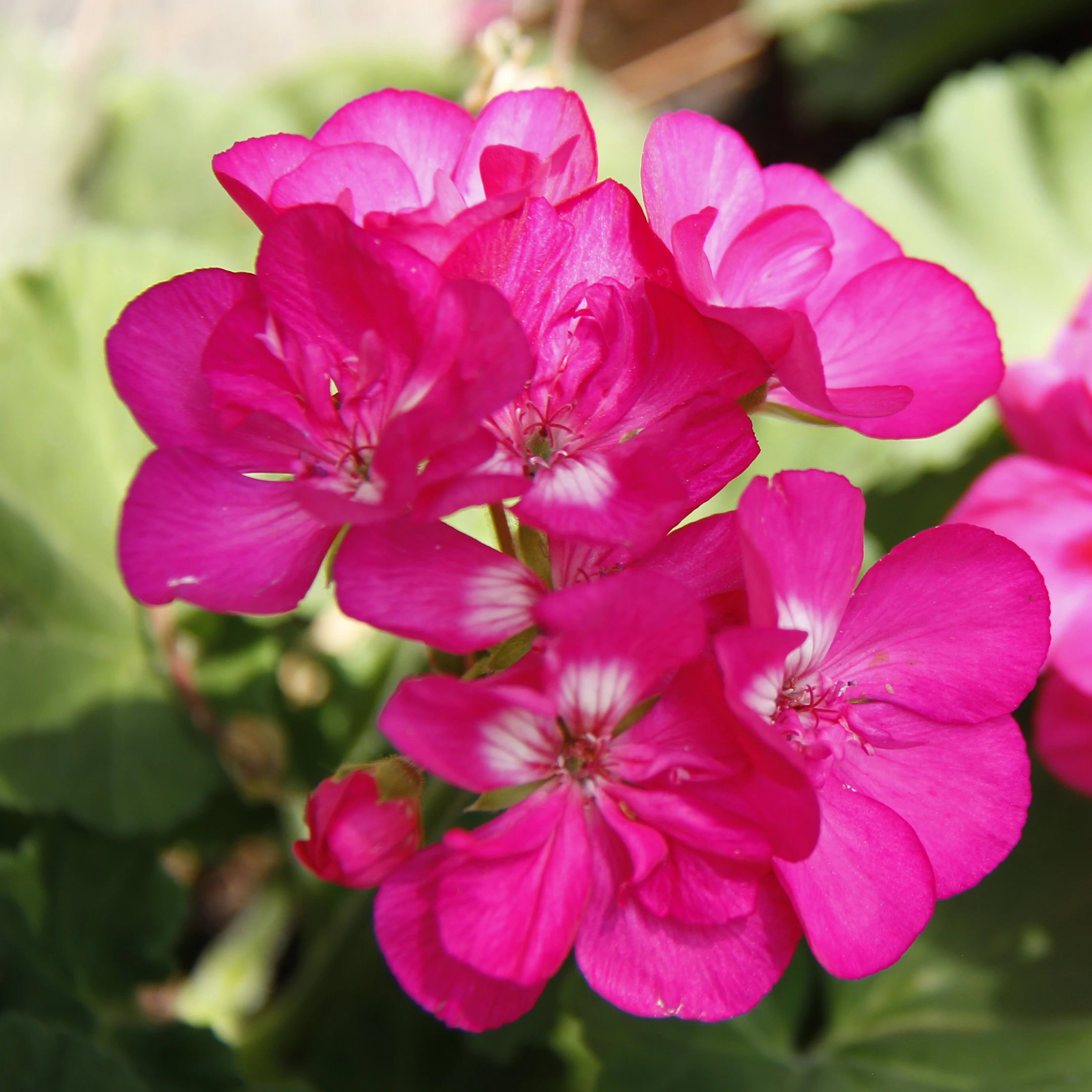 Geranium