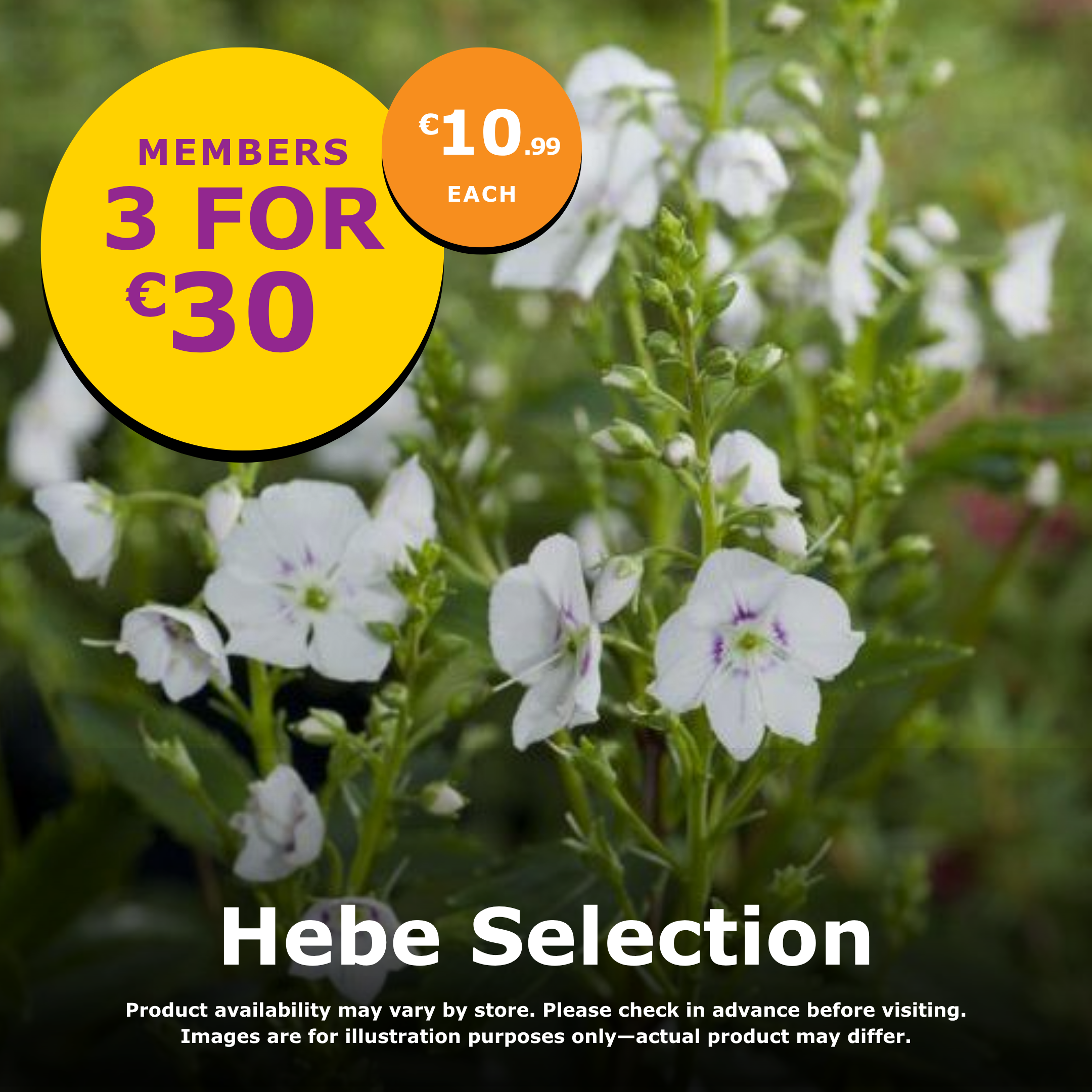Hebe Selection