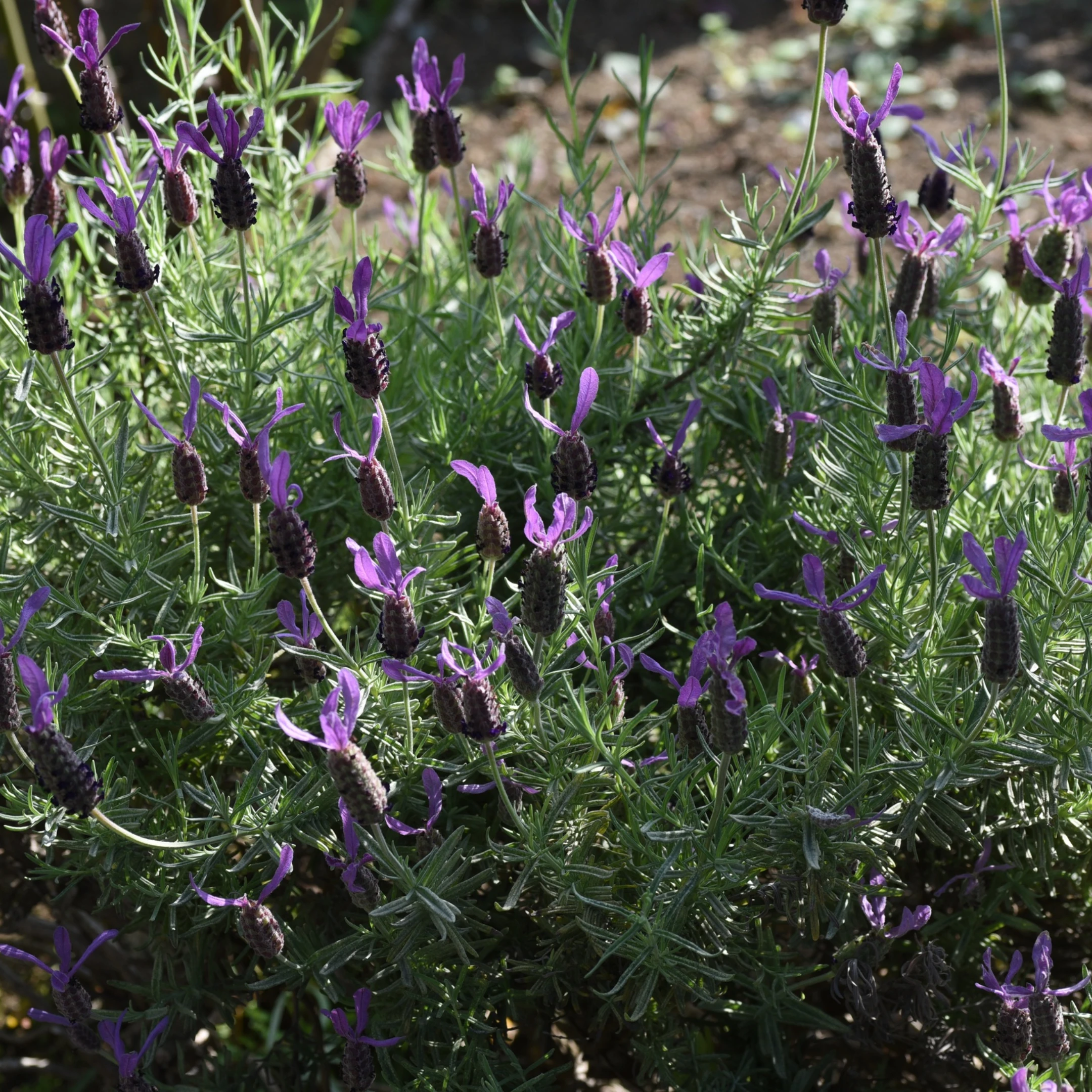 Lavender 6 Pack