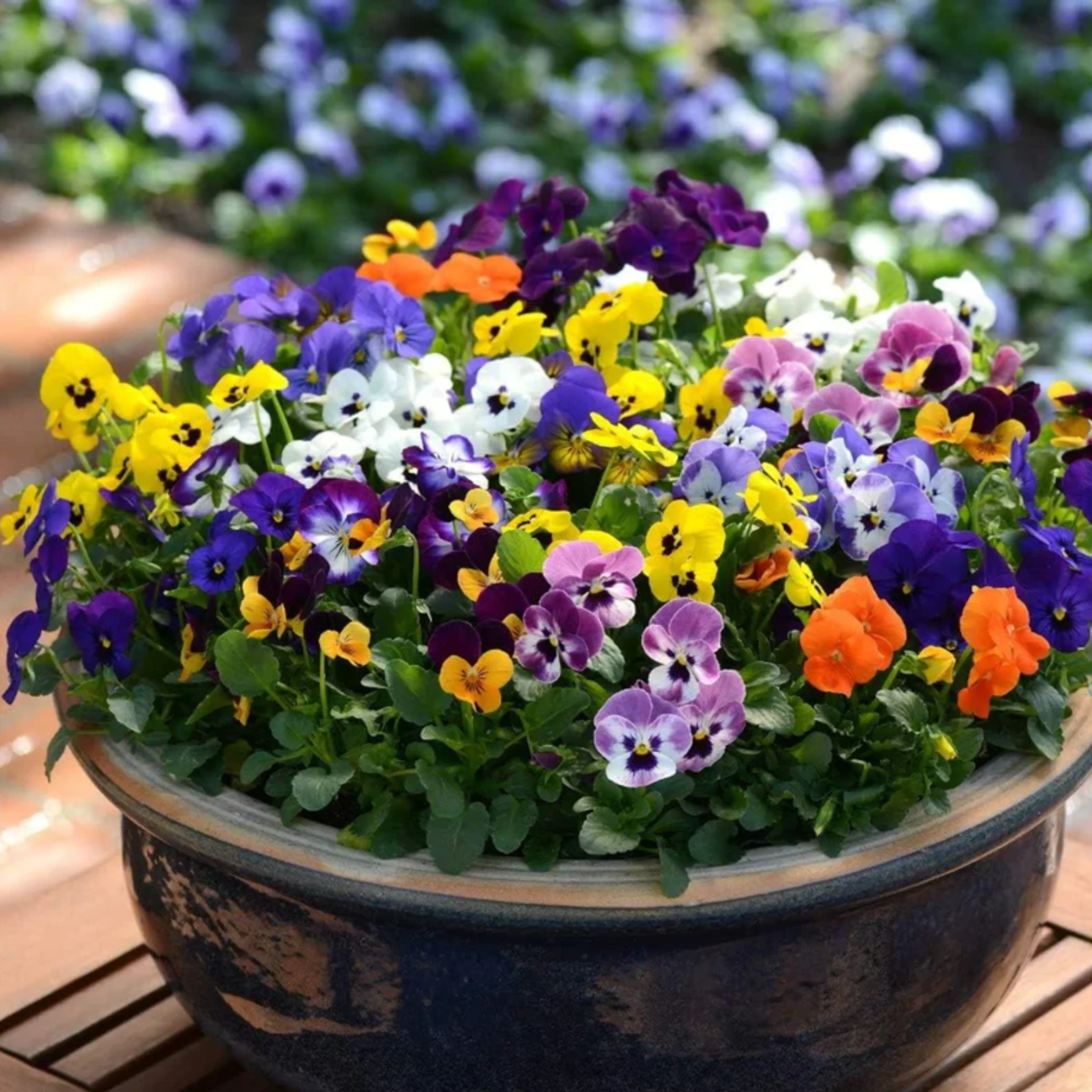 Mixed Bedding Plants 6 pack