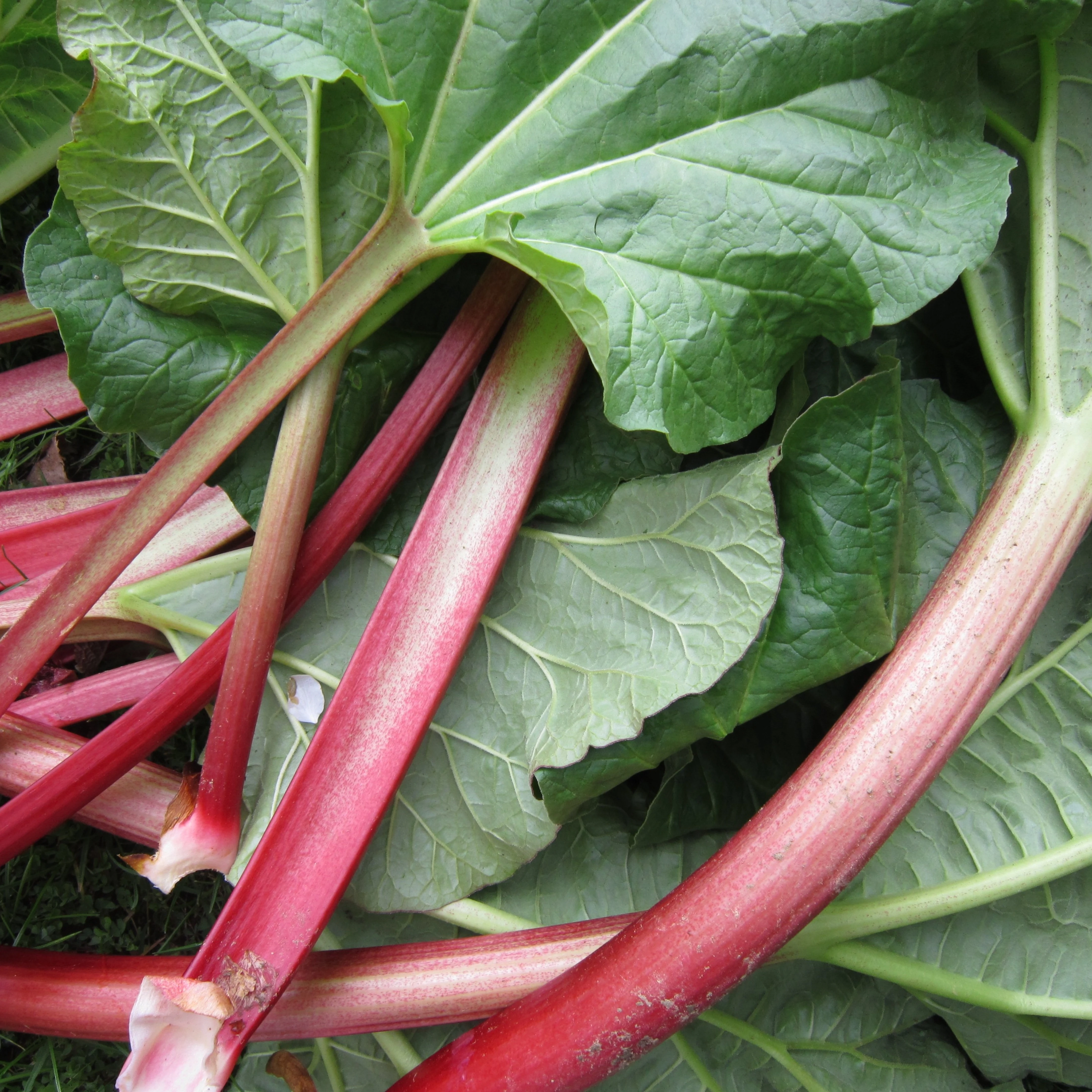Rhubarb