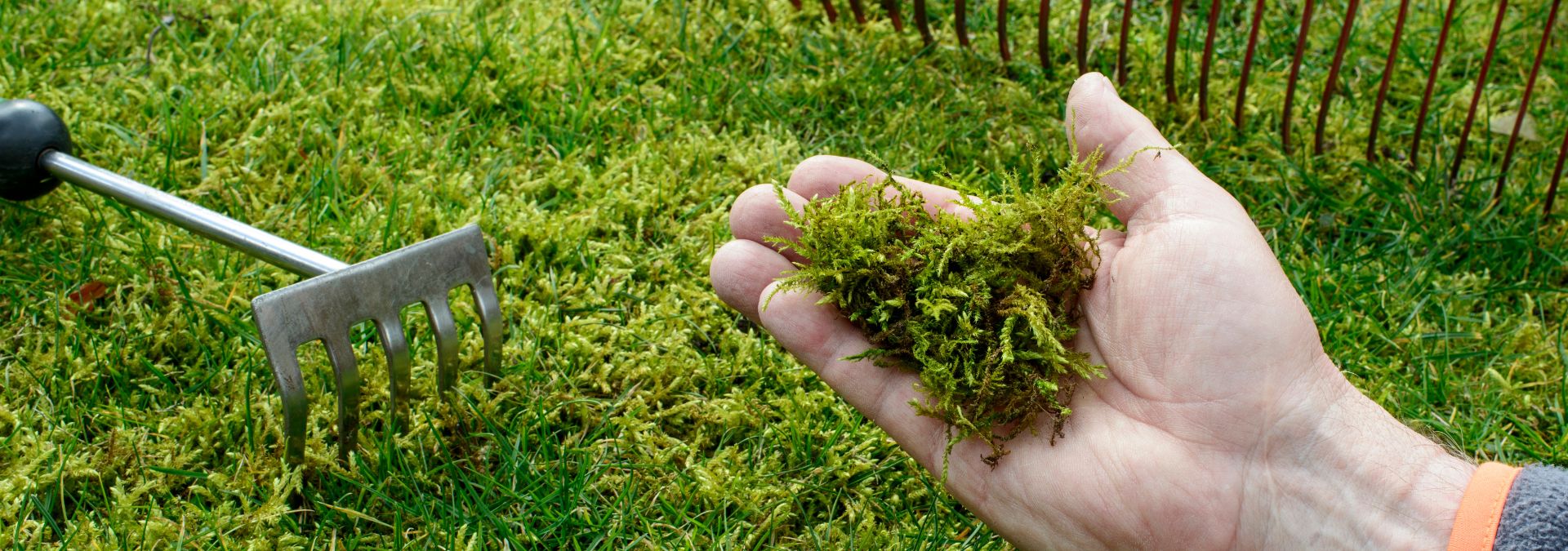 How to remove Moss from Patios & Lawns Horkans Garden Centre