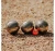 Obut ATX 3 Star Streak 6 - In Stock