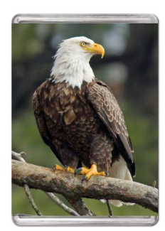 Eagle Mini Puzzle