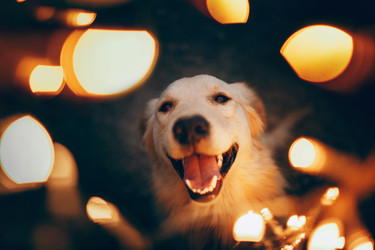 CBD for Dogs and Horses During Fireworks | Fourth of July Tips