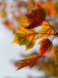 Fall Wellness Routine with CBD