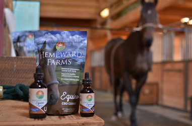 CBD for Horses: Cookies, Oil & Softgels for Equine Wellness