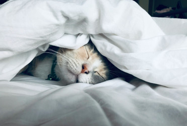 Adjusting to Daylight Saving Time: Routine Tips for You & Your Animals