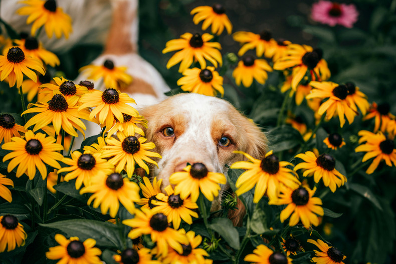 CBD for Pets During Spring | Seasonal Pet Wellness Tips