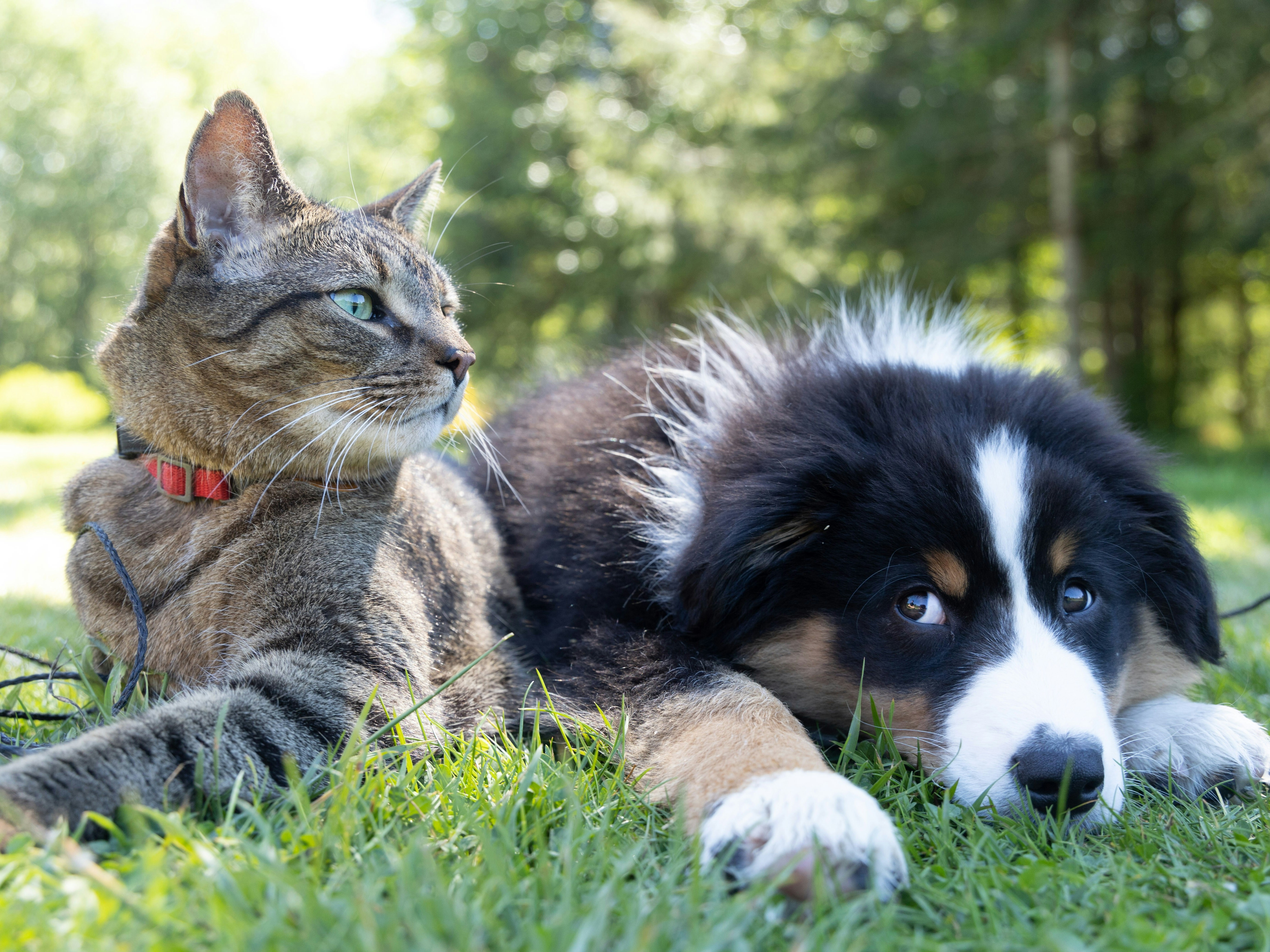 Dog and cat