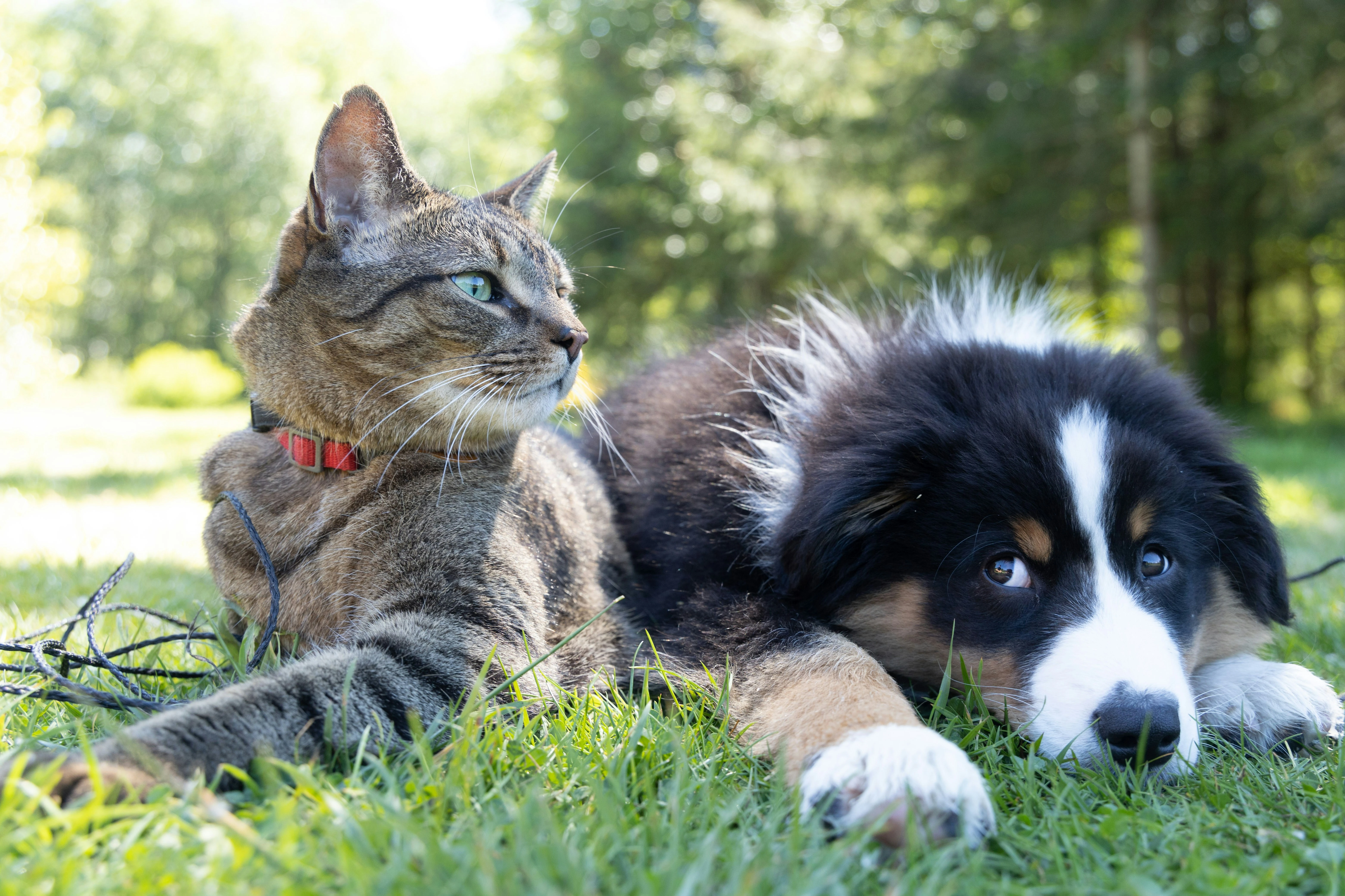 CBD for Pets