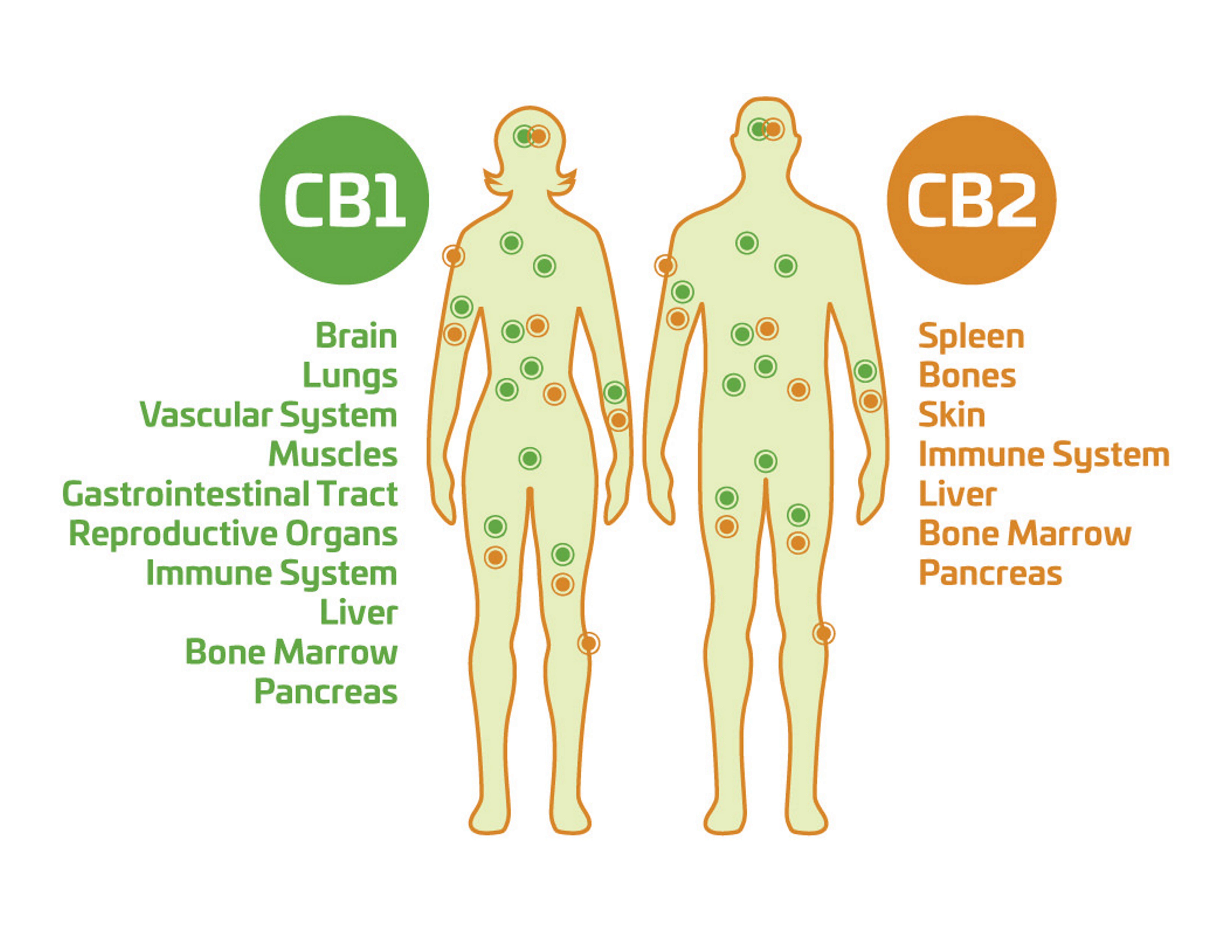 Endocannabinoid system infographic