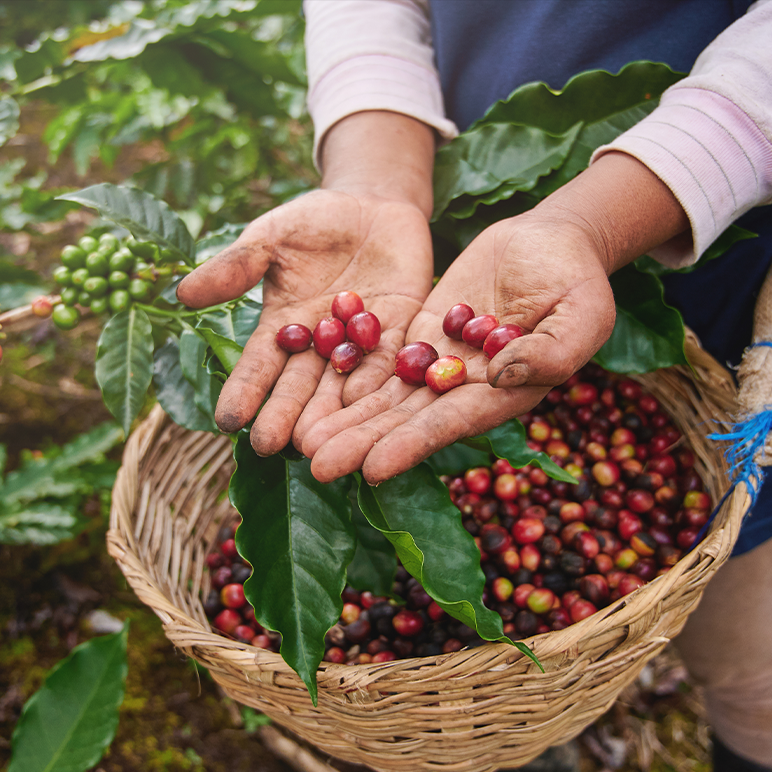 Person holding coffee fruit above basket