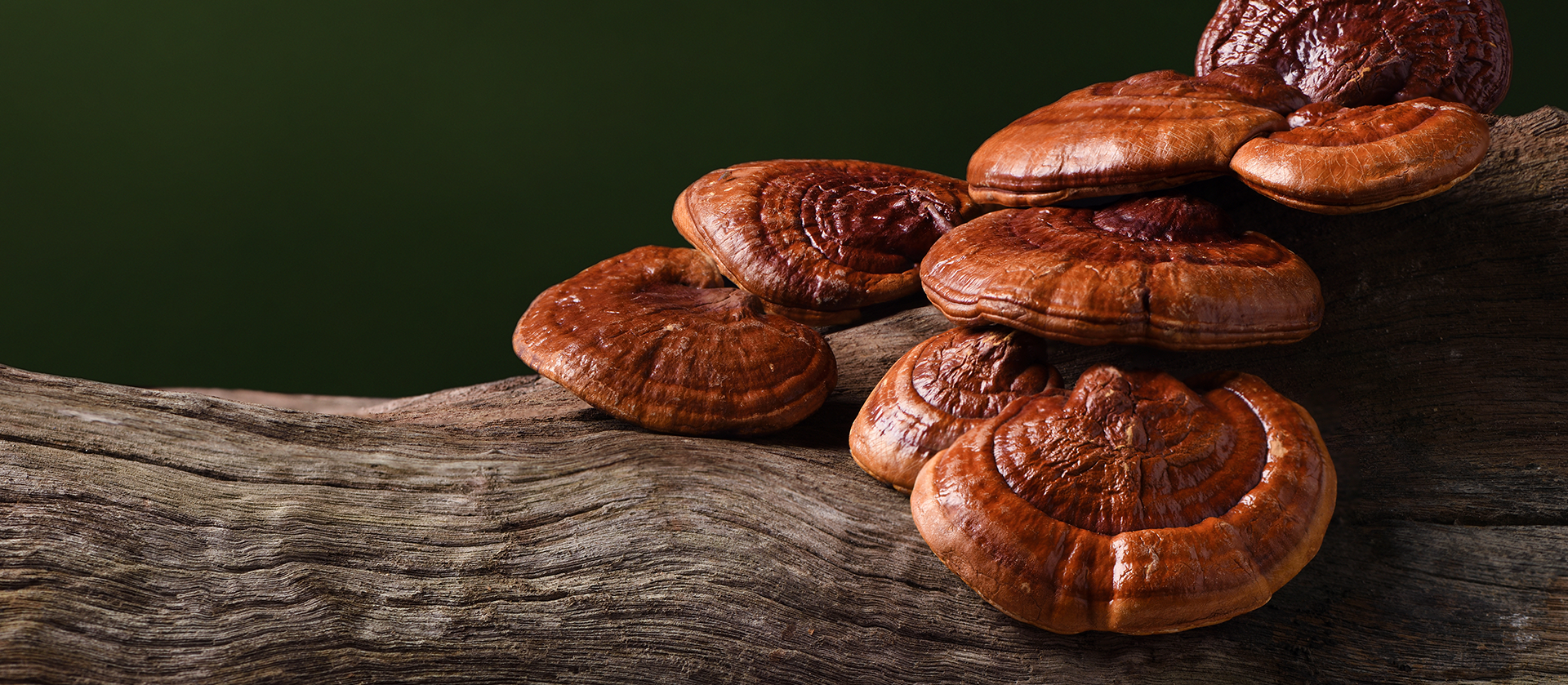 Ganoderma Mushrooms growing on wood
