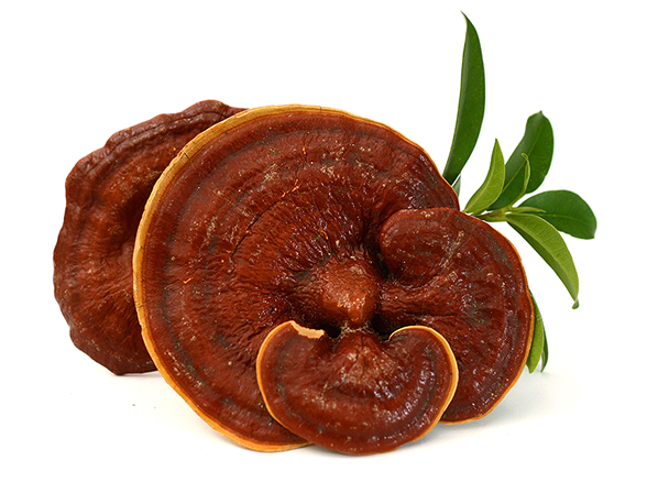 Ganoderma mushroom