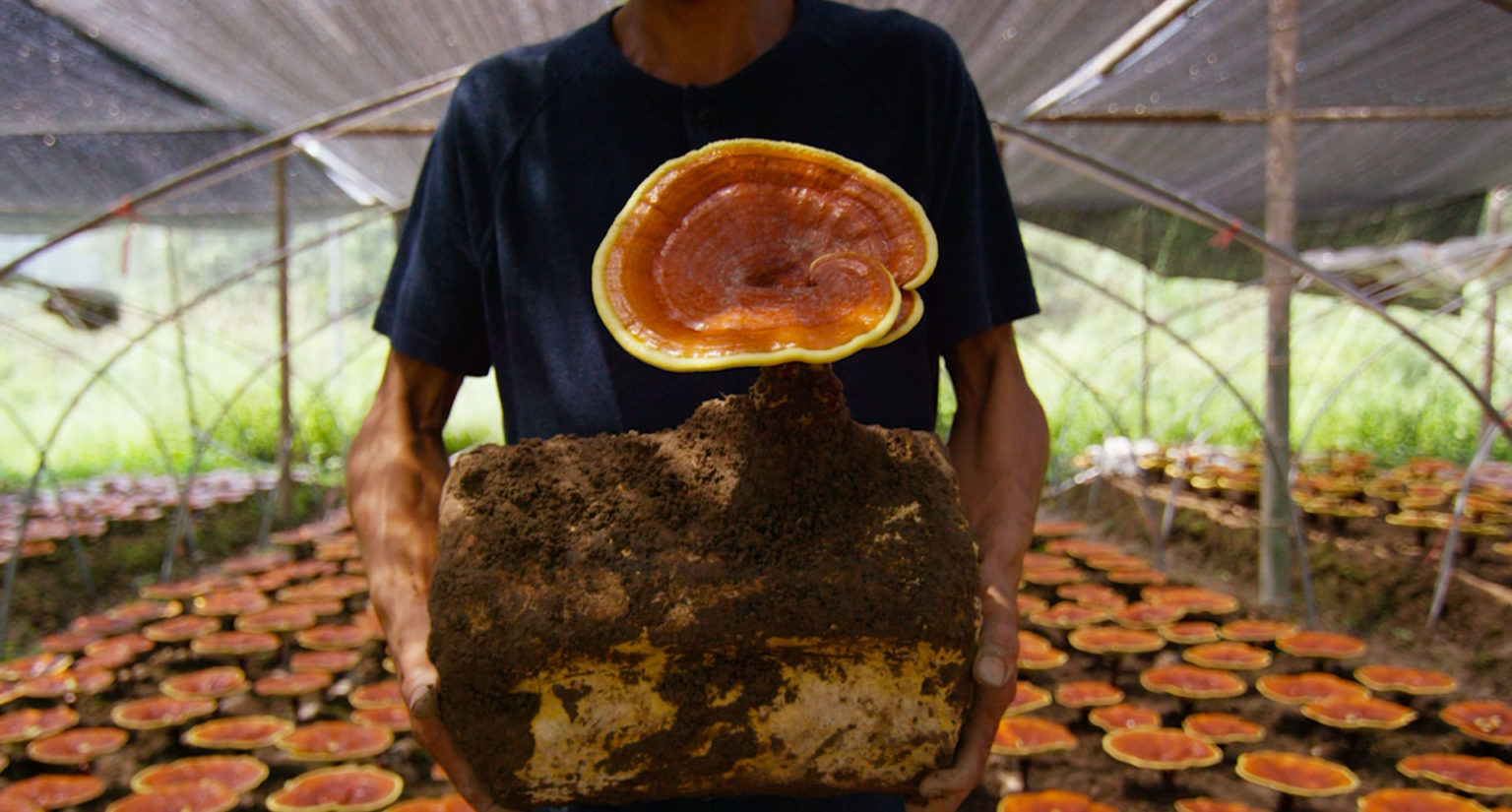 Person holding large Ganoderma mushroom.