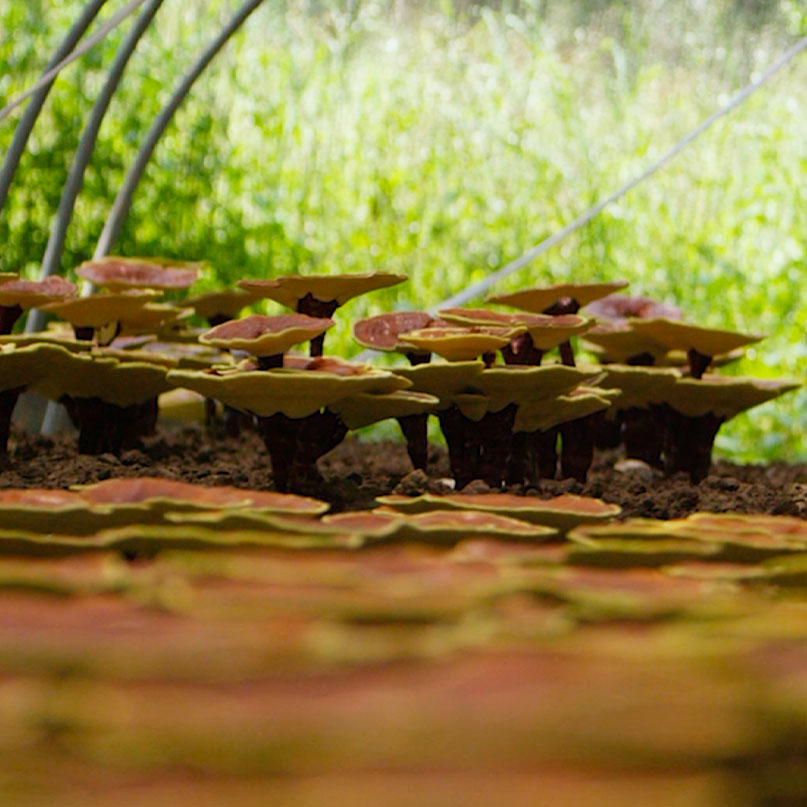 Ground view of Ganoerma mushrooms growing in cluster.