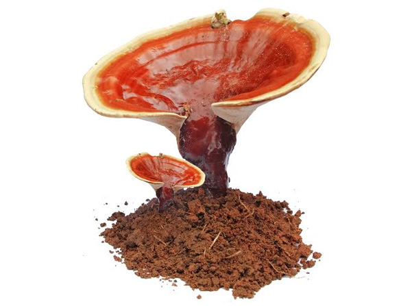 Ganoderma Mushroom with soil.