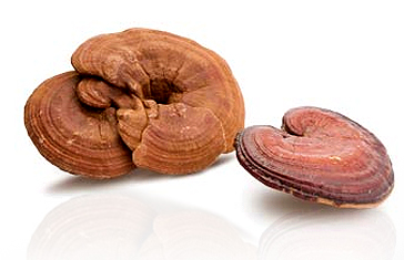 Ganoderma mushroom dried caps.