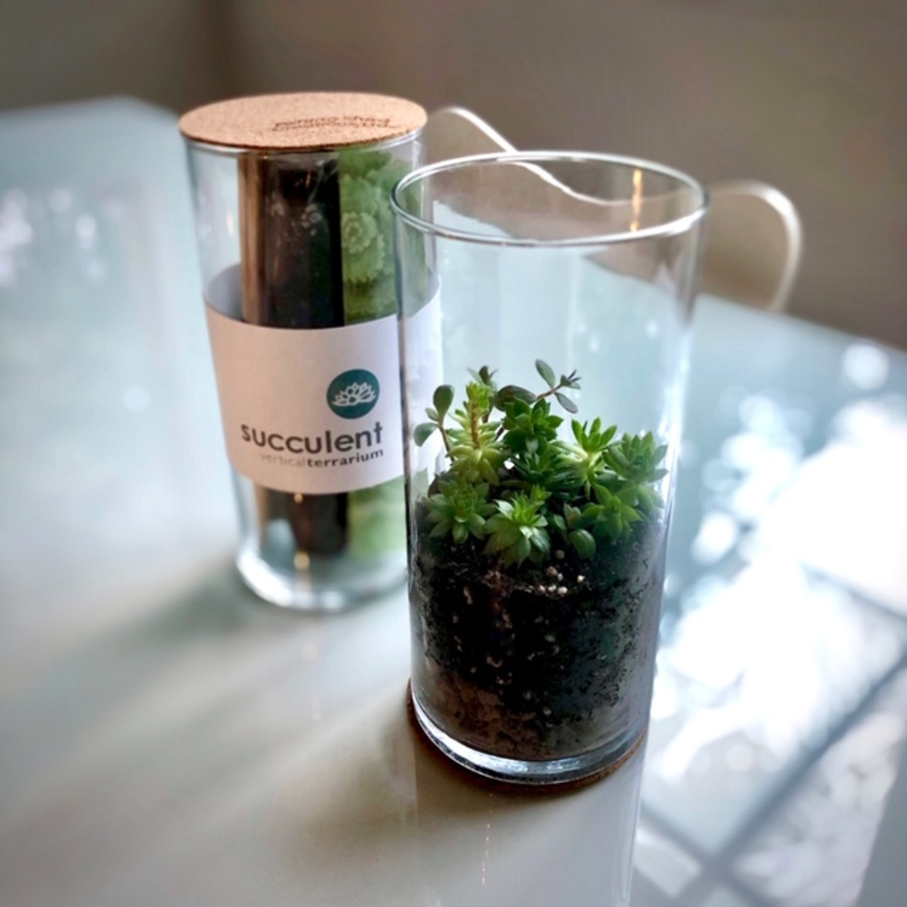 DIY Terrarium Kit Kuriosities