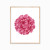 red peony art print