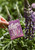 Lupin Seed Packet Lupin Seed Packet