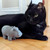 house hippo with black cat