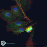 Fluorescence Microscopy Fluorescence Microscopy