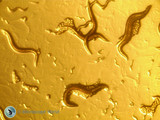C. Elegans Worms Microscopes C. Elegans Worms Microscopes