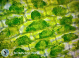 High School WiFi Microscopes Put to Use in Ohio High School WiFi Microscopes Put to Use in Ohio