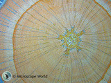 Woody Stem Under the Microscope Woody Stem Under the Microscope