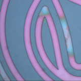 Features of Infrared Laser Scanning Confocal Microscopes Features of Infrared Laser Scanning Confocal Microscopes