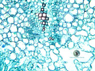 Plant Stomata under the Microscope Plant Stomata under the Microscope