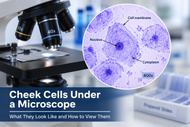Cheek Cells Under a Microscope: What They Look Like and How to View Them