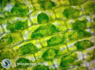 High School WiFi Microscopes Put to Use in Ohio High School WiFi Microscopes Put to Use in Ohio