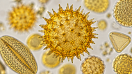 Pollen Under a Microscope: What Does It Look Like?