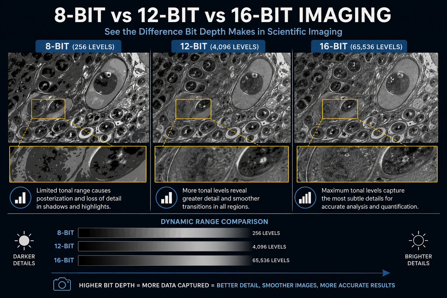 The Importance of Bit Depth in Scientific Imaging: 8-bit vs 12-bit vs ...