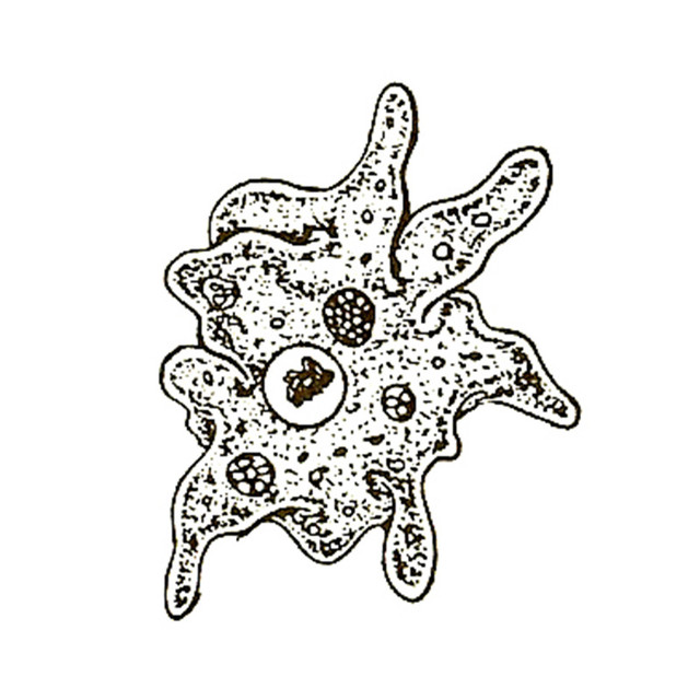 Amoeba from science video Protozoans I, Water Circus