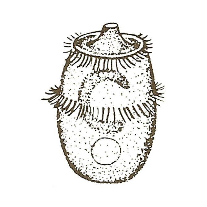 Protozoan teacher handbook and teaching video set.