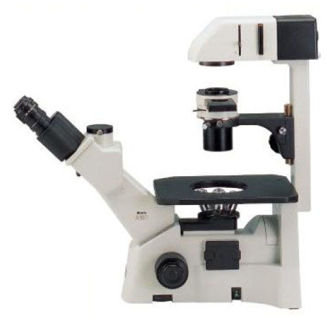 Motic AE31 Inverted Biological Microscope