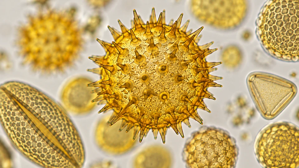 Pollen Under a Microscope: What Does It Look Like?