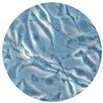 Live Cell Tissue Culture Microscopes