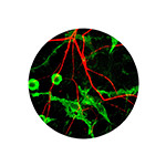 Advanced Microscopy Imaging