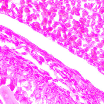 Bone and Cartilage Microscope Prepared Slide