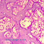 Guinea Pig Ear Internal Cochlea Prepared Microscope Slide