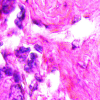 Small Intestine Microscope Prepared Slide