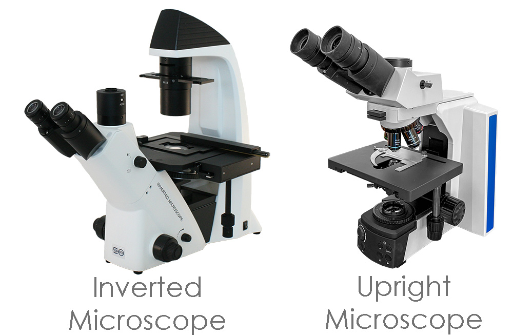 Upright Image Vs Inverted Image Examples Inverted vs. Upright Microscope: Which Is Right for Your Lab? - Swift ...