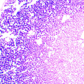 Nerve Fibers Microscope Prepared Slide