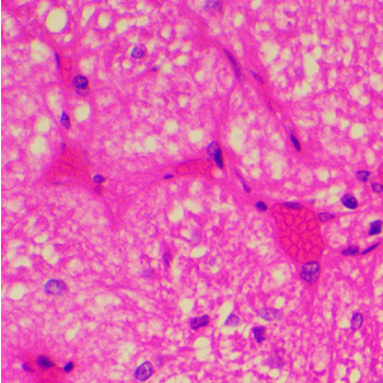 Pituitary Body Prepared Microscope Slide