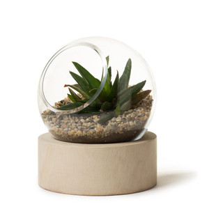 Orbit Terrarium (Small)